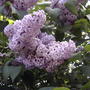 2008-06-03_lilacs_blooming