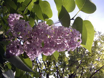 One last sniff? (Syringa vulgaris)