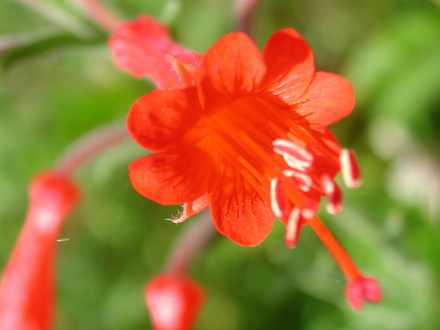 Zauschneria (Zauschneria californica)