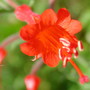 Zauschneria (Zauschneria californica)