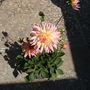 A garden flower photo