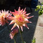 A garden flower photo