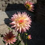 A garden flower photo