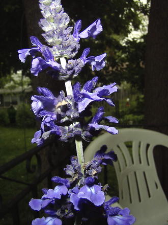 A garden flower photo