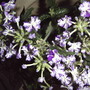 2008-06-03_pretty_flowers