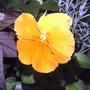 2008-06-03_pansy