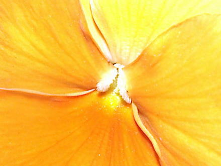 A garden flower photo