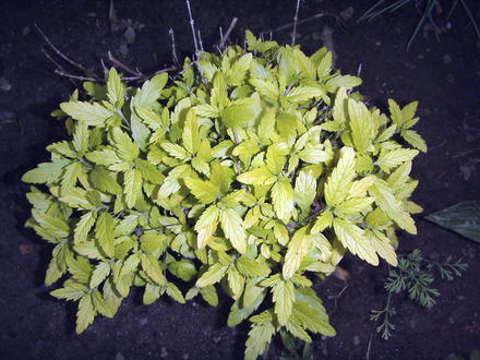 Golden Bluebeard (Caryopteris incana 'Jason')