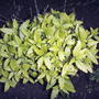 Caryopteris incana