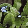 Small Forget -me-not Flowers (Myosotis sylvatica 'Victoria Blue')