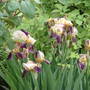 June_4th_2008_024