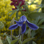 Ground hugging clematis (Clematis hendersonii)
