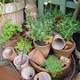 Herbs and pots arranged in an old wire basket.See Blog 27 for details.