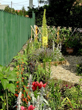 View of front garden showing Fox tail lily in cmparison to other plants.