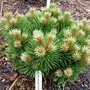 Pinus_nigra_keightley_broom