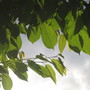 A garden flower photo