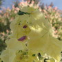 A garden flower photo
