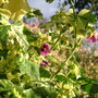 A garden flower photo