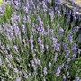 Lavandula angustifolia