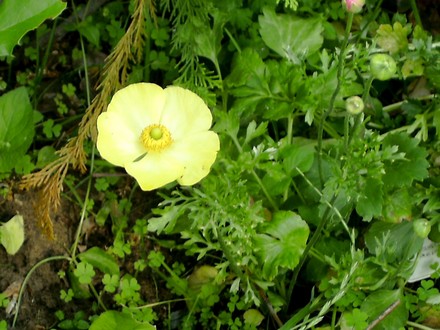 The Ranunculous that I planted earlier this year are now coming out.  (Ranunculus asiaticus)