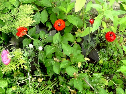Red Ranunculous group. (Ranunculus asiaticus)
