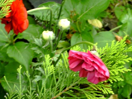 Pink Ranunculous (Ranunculus asiaticus)