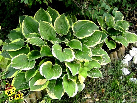 Hosta with yellow edged leaves. (Hosta fortunei (Plantain lily))