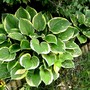 Hosta fortunei