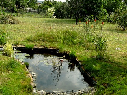 View of Orchard from pond.