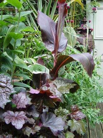 Canna and Heuchera in the exotic garden.June 2008.