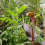 Exotic foliage.June 2008.
