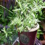 Garden_june_2nd_2008