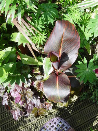 A garden flower photo