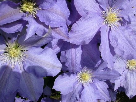 blue clematis