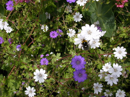 busy bees on colourful flowers