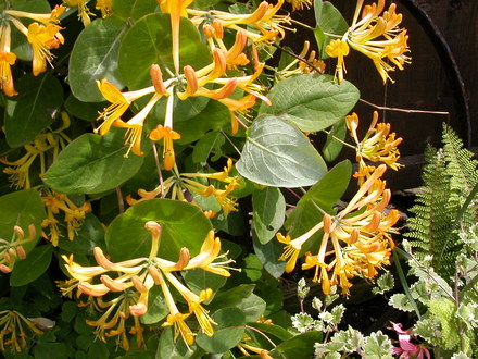 honeysuckle