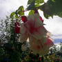 Pams_pics_107