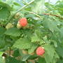 Dscf0001