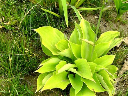Pale leaved Hosta with flowers just coming. Name anyone???? (Hosta fortunei (Plantain lily))