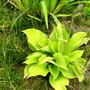 Hosta fortunei (Plantain lily)