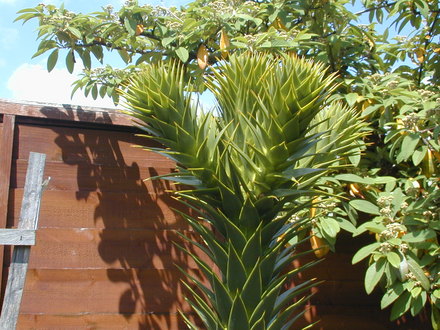 Growing point of Monkey Puzzle (Araucaria araucana)