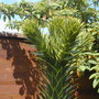 Growing point of Monkey Puzzle (Araucaria araucana)