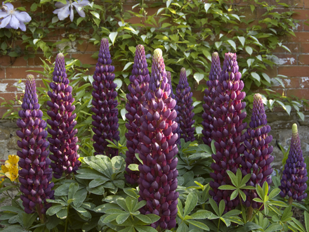 Lupin