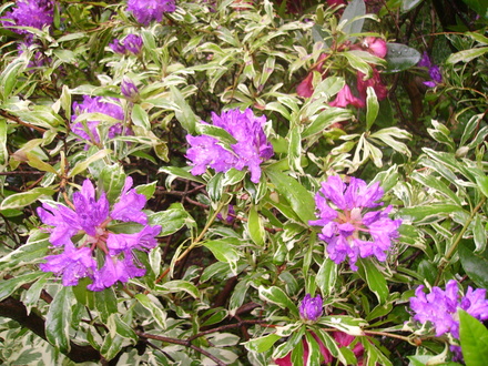 variegated purple rhodie (rhododendron)