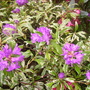 Pict0243