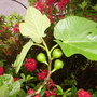 Pict0244