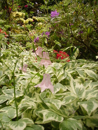 pale pink columbine (aquilegia)