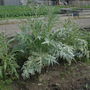 Allotment_002