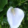 Arum Lily