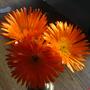 lampranthus orange (lampranthus orange)